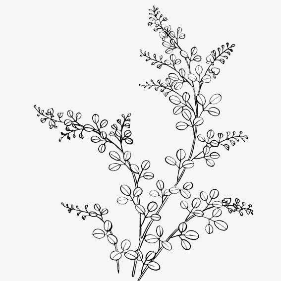 紫薇花图片免抠