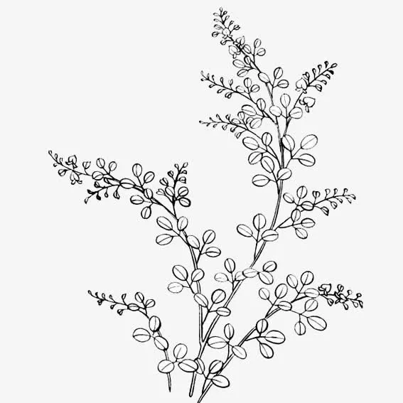 紫薇花图片免抠