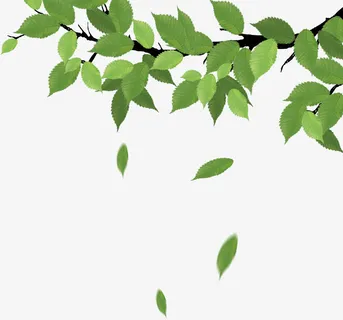 春天的绿色植物树枝免抠动植物植物元素