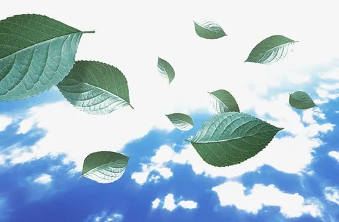 漂浮树叶免抠 漂浮树叶免抠