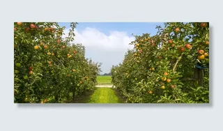 美丽的苹果树景色高清图片高清