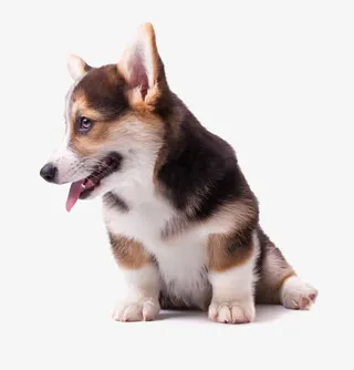 一只正在吐舌头的小柯基犬免抠