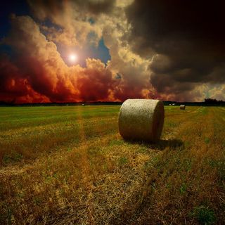 黄昏时的麦田免抠