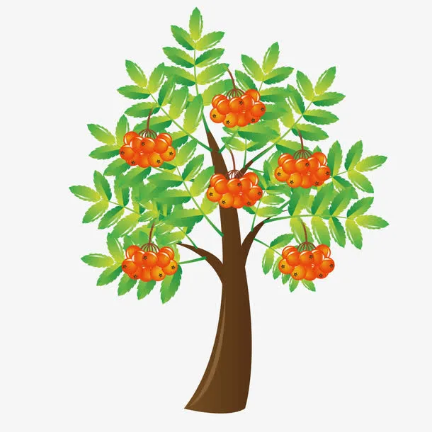 桔子树素材免抠