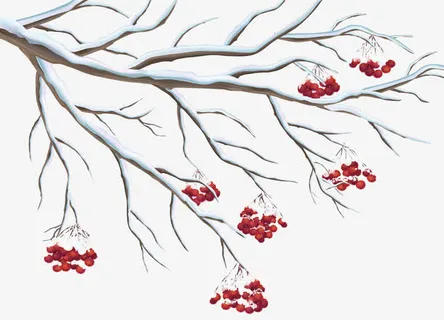 积雪梅花免抠 积雪梅花免抠