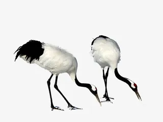 情侣丹顶鹤觅食免抠