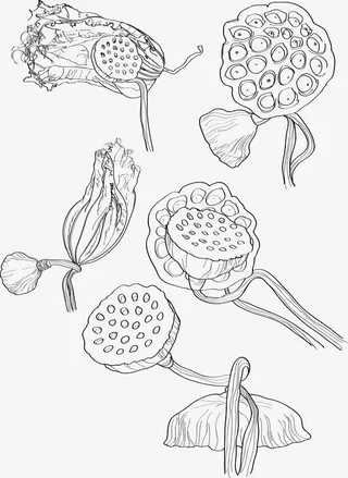 中国风速写莲藕免抠