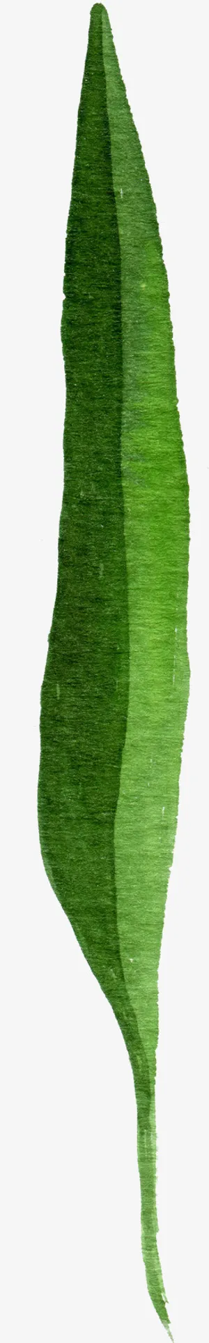 水彩树叶素材免抠