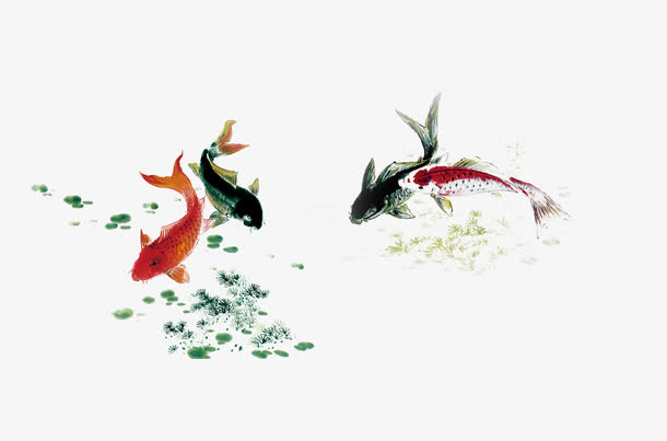 金鱼免抠