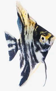 金鱼观赏鱼素材免抠