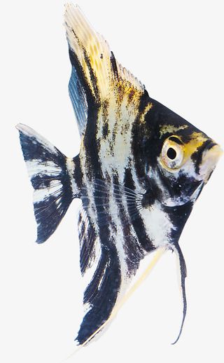 金鱼观赏鱼素材免抠