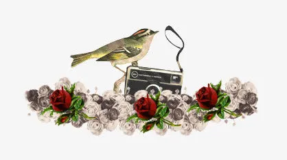 喜鹊玫瑰花免抠