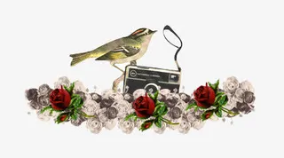 喜鹊玫瑰花免抠