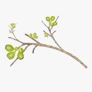 免抠结着果实的干树枝免抠