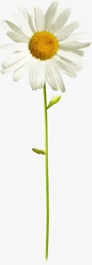 白色向日葵黄色花蕊免抠