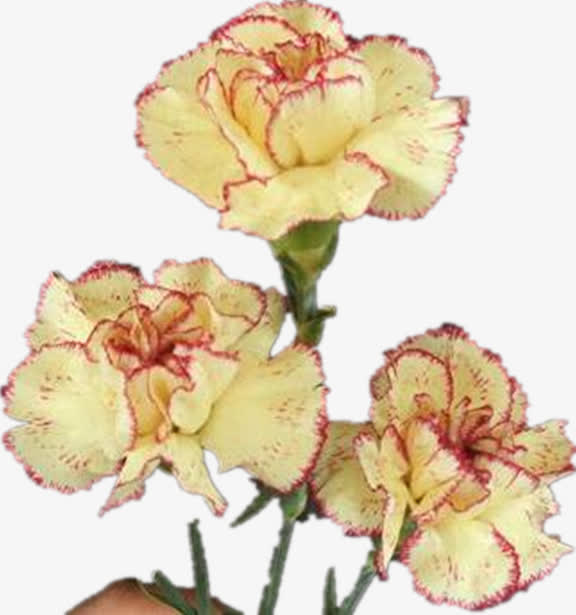 康乃馨花瓣花朵免抠