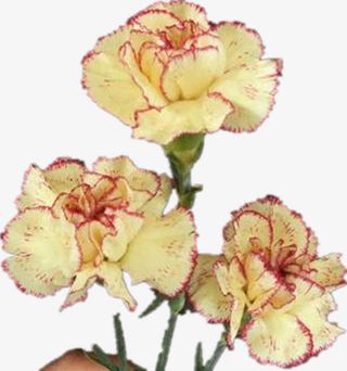 康乃馨花瓣花朵免抠