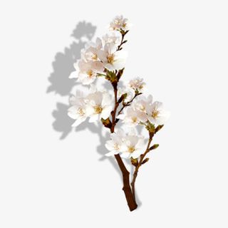 梨花小枝免抠素材免抠
