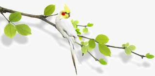 春天枝头小鸟免抠