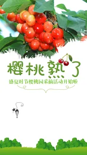 绿色春天樱桃背景高清