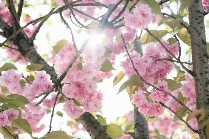 春天 花朵 自然 野外6高清