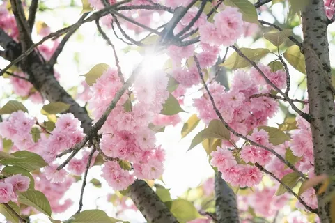 春天 花朵 自然 野外6高清 春天 花朵 自然 野外6高清