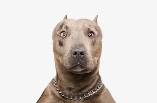 一脸懵逼的狗免抠