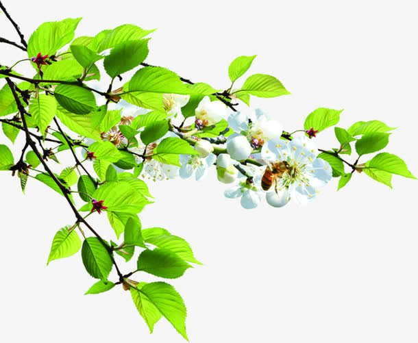 春天白色花朵绿叶装饰免抠