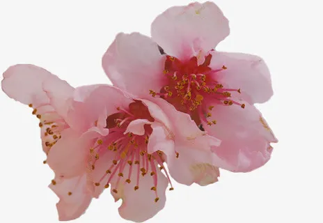 粉色桃花生日宴会免抠 粉色桃花生日宴会免抠