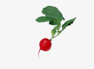 红色的萝卜免抠