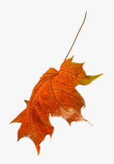 实物秋天落叶枫叶红叶免抠