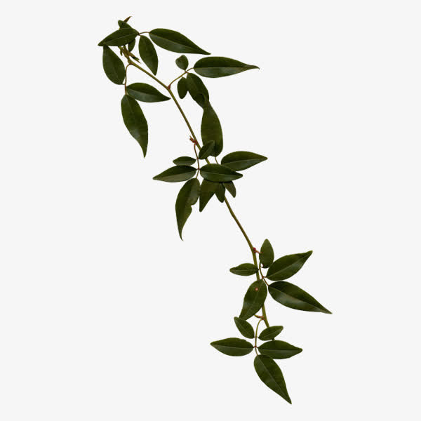 树枝免抠