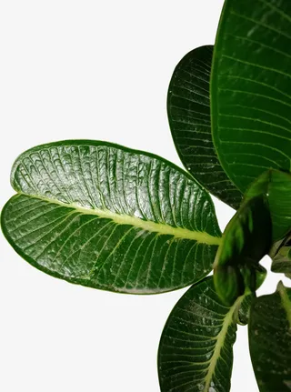 几个大片绿叶免抠动植物植物元素