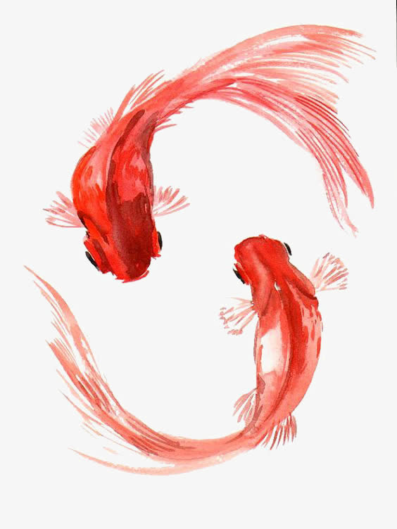 金鱼免抠