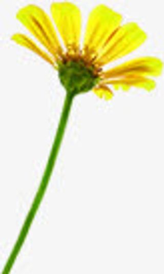 开学季黄色向日葵花免抠