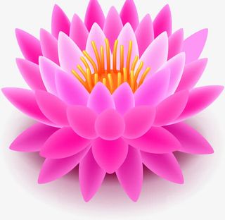 矢量手绘莲花免抠