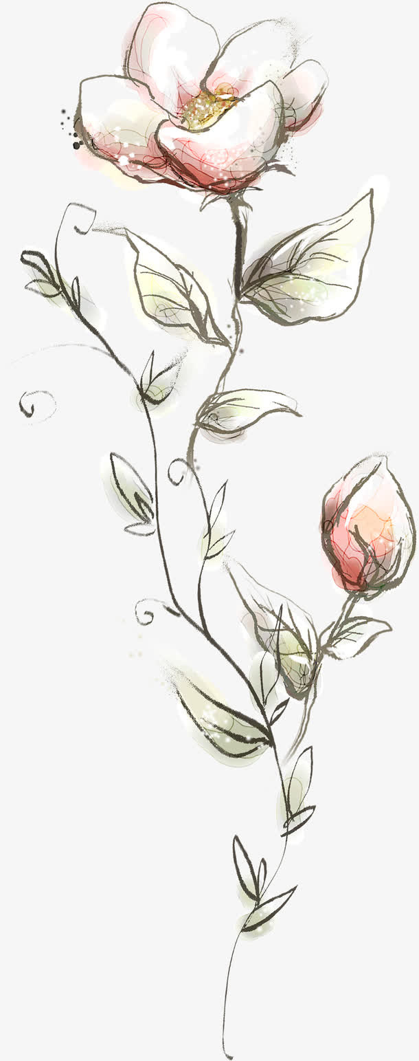 花朵 花卉免抠