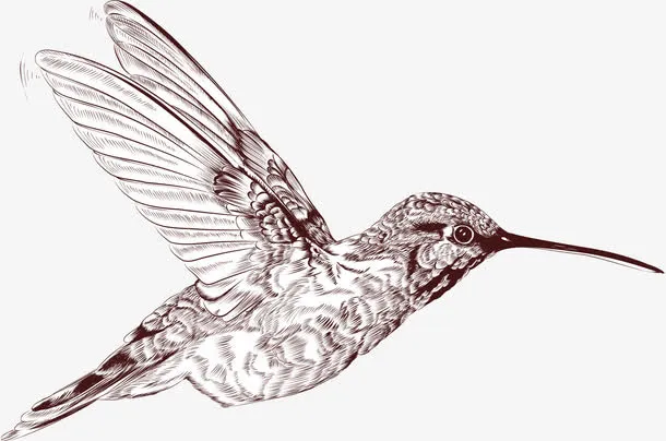 线条蜂鸟免抠