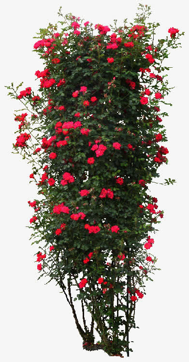 一架蔷薇绿色植物免抠