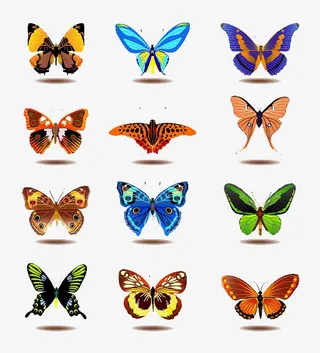 各种各样蝴蝶样本免抠
