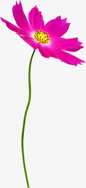 粉色卡通春天花朵手绘免抠