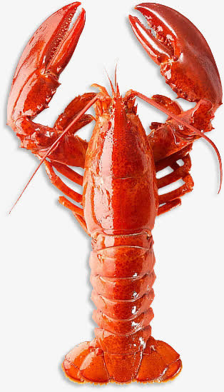 美食大龙虾免抠