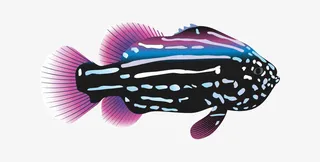 紫鱼海报图片免抠