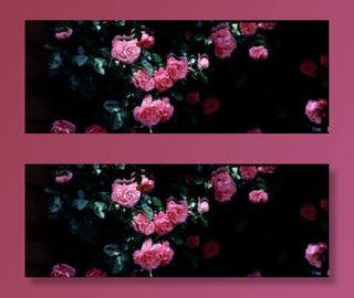 唯美花朵背景免抠