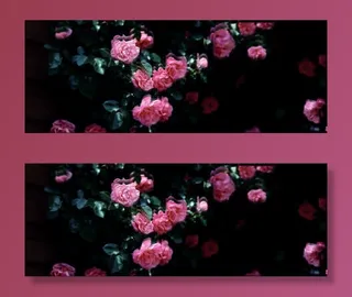 唯美花朵背景免抠