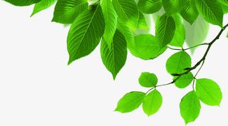 夏季绿色边框植物装饰免抠