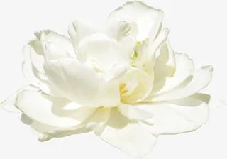 白色花朵免抠