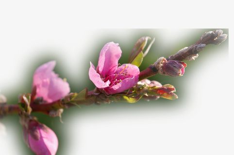 春天 草地 桃花 梨花 渐变透明元素38免抠背景场景背景元素