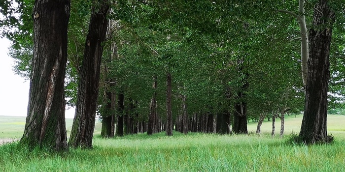 森林 风景 草原 绿植 摄影高清