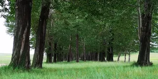 森林 风景 草原 绿植 摄影高清